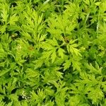 Artemisia princeps Листок