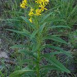 Senecio serra Flor