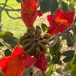 Spathodea campanulata Floro