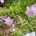 Scabiosa lucidaBloem