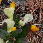 Polygala chamaebuxus Kwiat