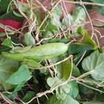 Gymnema sylvestre Frukto