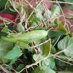 Gymnema sylvestre Frucht