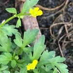 Ranunculus trilobus Leaf