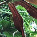 Columnea medicinalis Fruto