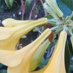 Rhododendron aurigeranum Flower