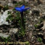 Gentiana terglouensis Hábitos