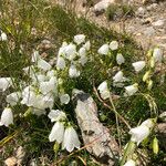 Campanula cochleariifolia Cvet