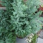 Juniperus chinensis Φύλλο