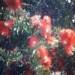 Melaleuca rugulosa List