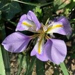 Iris unguicularis Květ