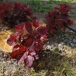 Cotinus coggygriaLeaf