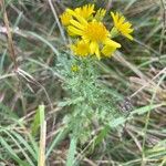 Jacobaea erucifolia Blatt