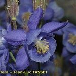 Aquilegia bernardii Цветок