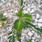 Phyllanthus urinaria Feuille