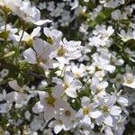 Malus toringo Flower