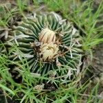Stenocactus multicostatus Hoja