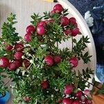 Gaultheria mucronata Fruto