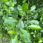 Crataegus crus-galli Leaf