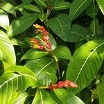 Sanchezia nobilis Flor