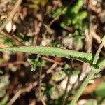 Reichardia picroides Leaf