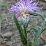 Centaurea decipiens Blomst