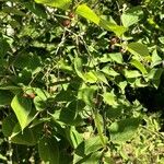Celtis tenuifolia Vrucht