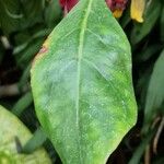 Drymonia coccinea Hoja