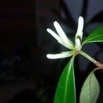 Psychotria macroglossaÕis