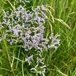 Limonium vulgareFlower