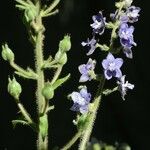 Delphinium staphisagria Frucht