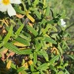 Cistus monspeliensis Leaf