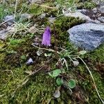 Soldanella pusilla 整株植物