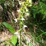 Platanthera bifoliaFlor