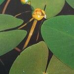 Nuphar pumila