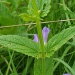 Scutellaria galericulata Lehti