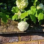 Viburnum macrocephalum Kwiat