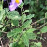 Solanum umbelliferum Hoja