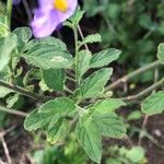 Solanum umbelliferum 葉