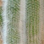 Cleistocactus hyalacanthus Liść