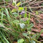 Mentha arvensisKvet