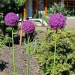 Allium giganteum Цвят