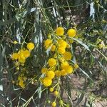 Acacia saligna Квітка