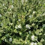 Westringia fruticosa पत्ता