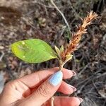 Aphelandra scabra Kvet