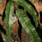 Pteris balansae 整株植物