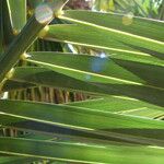 Phoenix canariensis Blatt