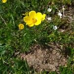 Ranunculus millefoliatus Flower