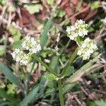 Valeriana woodsiana Květ