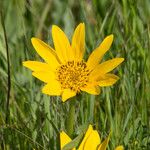 Wyethia angustifolia Flower